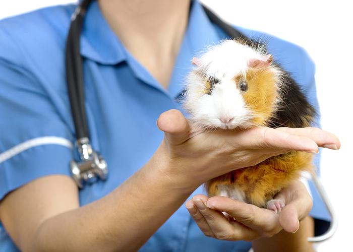 Find a qualified vet before you need to!
