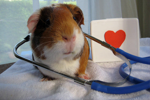 Paging Doctor G. Pig, STAT!