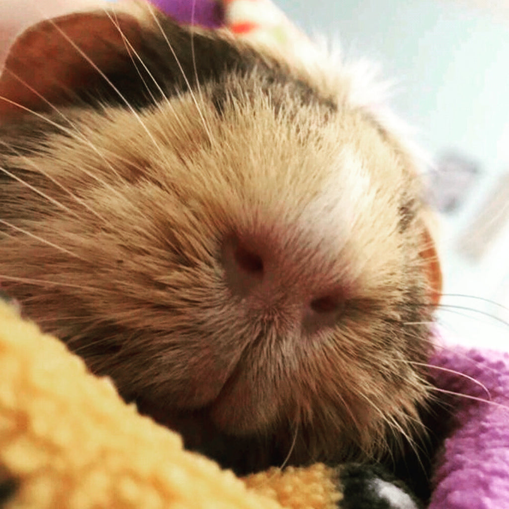 Elli is July's Featured Guinea Pig of the Month!