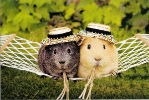 6 Reasons Why Guinea Pigs Are The Best Small Pet