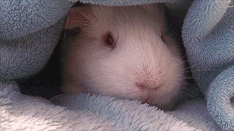 Speak with your new furry friend in soft, soothing tones.