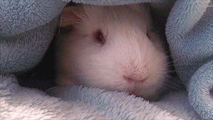 Speak with your new furry friend in soft, soothing tones.