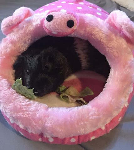 Pig Life - Cozy Snuggles Lounger - the-cavy-closet
