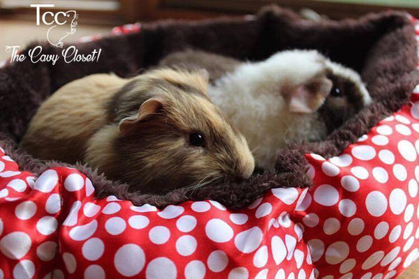 The Cozy Cavy Cup - the-cavy-closet